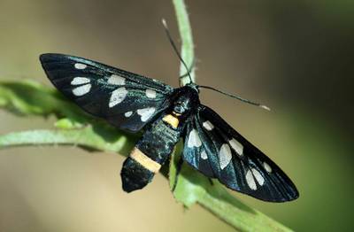 Amata-nigricornis-Lzhepestryanka-obyknovennaya-ili-Lzhepestryanka-chernousaya.jpg