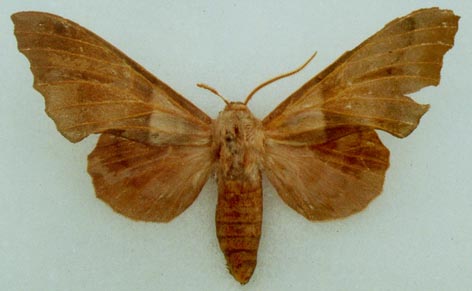 Amorpha-philerema-Brazhnik-turangovyi