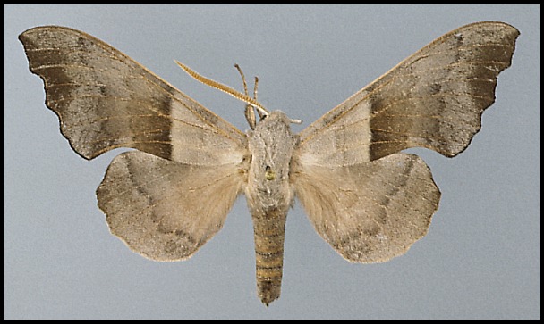 Amorpha-philerema-Brazhnik-turangovyi1.jpg