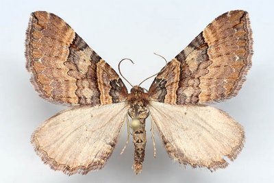 Anticlea-badiata-(Earophila-badiata)-Pyadenica-rozannaya1.jpg
