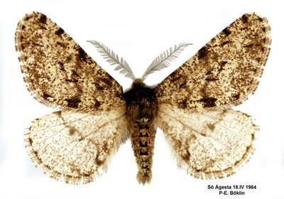 Apocheima-pilosaria-(Phigalia-pilosaria)-Pyadenica-volosistaya2.jpg