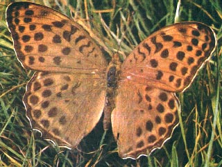 Argynnis-zenobia-Leech-1890-Perlamutrovka-zenobiya