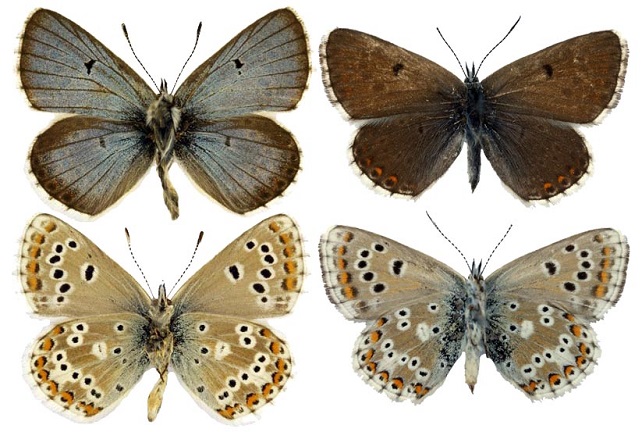 Aricia-anteros-Freyer-1838-Golubyanka-anteros