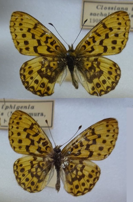 Boloria-iphigenia-Graeser-1888-Perlamutrovka-ifigeniya