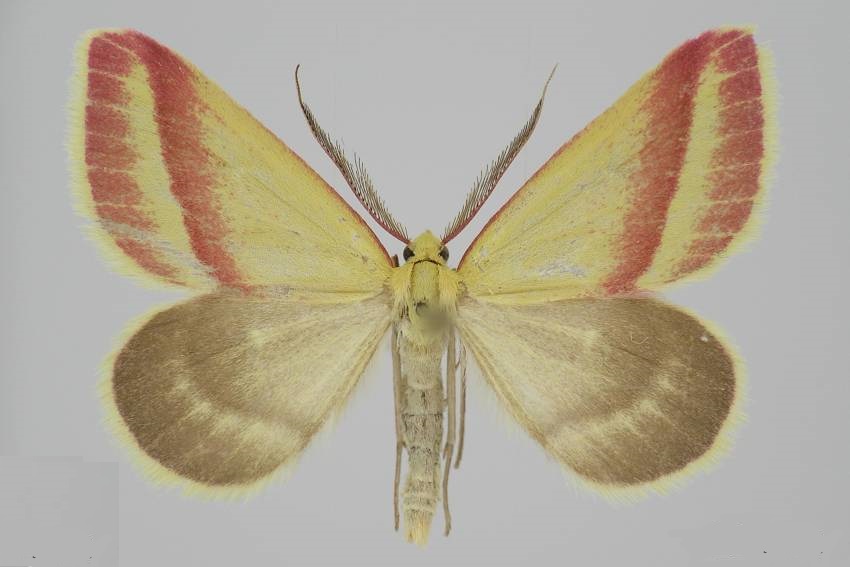Casilda-antophilaria-Pyadenica-solonchakovaya1.jpg