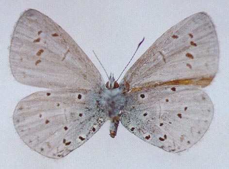 Celastrina-phellodendroni-Omelko-et-Omelko-1987-Golubyanka-barhatnaya1.jpg