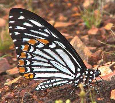 Chilasa-clytia-(Papilio-clytia)-Hilaza_klitiya.jpg