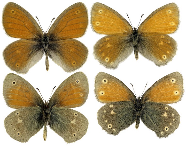 Coenonympha-tullia-Muller-1764-Sennica-tulliya