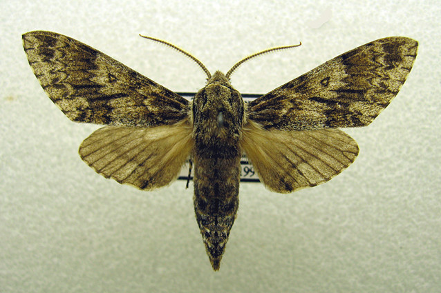 Dolbinopsis-grisea-Brazhnik-yasenevyi