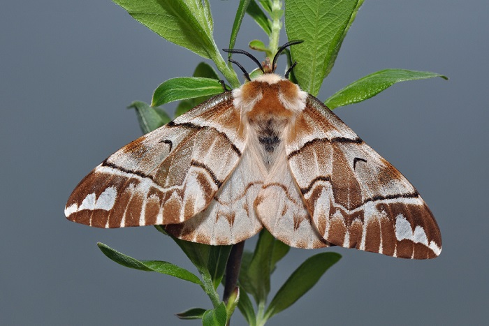 Endromis-versicolora-ChelNochnica-shelkopryad-berezovaya1.jpg