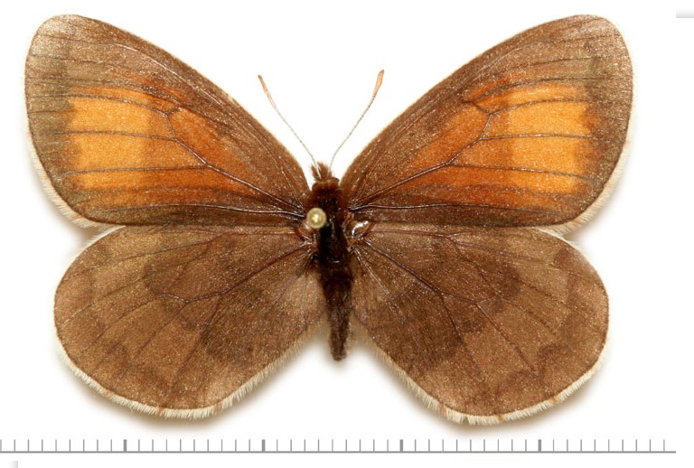 Erebia-fasciata-Butler-1868-Chernushka-polosataya
