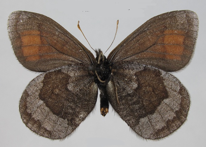 Erebia-fasciata-Butler-1868-Chernushka-polosataya2.jpg