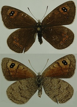 Erebia-graucasica-Jachontov-1909-Chernushka-kavkazskaya1.jpg