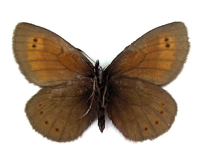 Erebia-kefersteinii-Eversmann-1851-Chernushka-Kefershteina1.jpg
