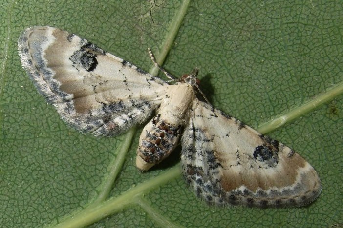 Eupithecia-centaureata-Pyadenica-cvetochanaya-udlinennaya2.jpg