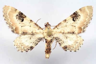 Eupithecia-centaureata-Pyadenica-kolokolchikovaya.jpg
