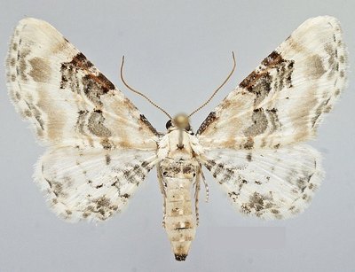 Eupithecia-gratiosata-Pyadenica-cvetochnaya-belovataya1.jpg