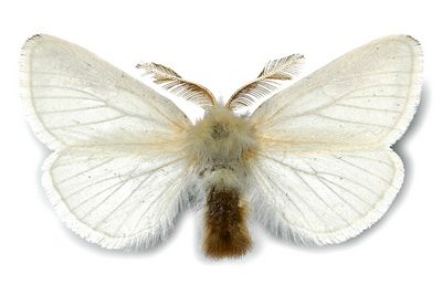 Euproctis-chrysorrhoea-Zlatoguzka.jpg