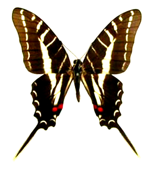 Eurytides-philolaus-Evritida-filolai