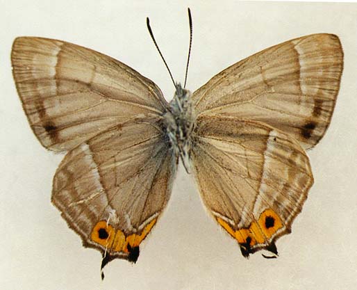 Favonius-cognatus-Staudinger-1892-Zefir-shirokopolostnyi