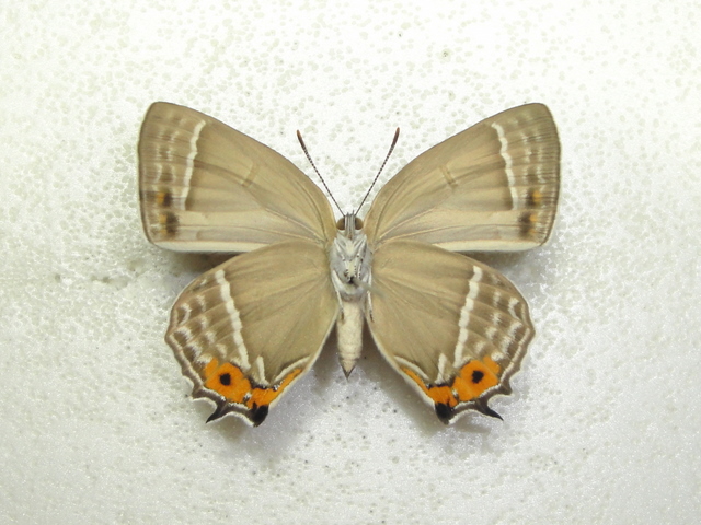 Favonius-jezoensis-Matsumura-1915-Zefir-ostrovnoi