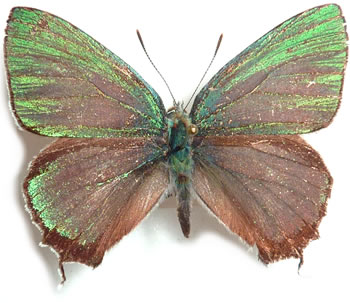 Favonius-orientalis-Murray-1875-Zefir-vostochnyi
