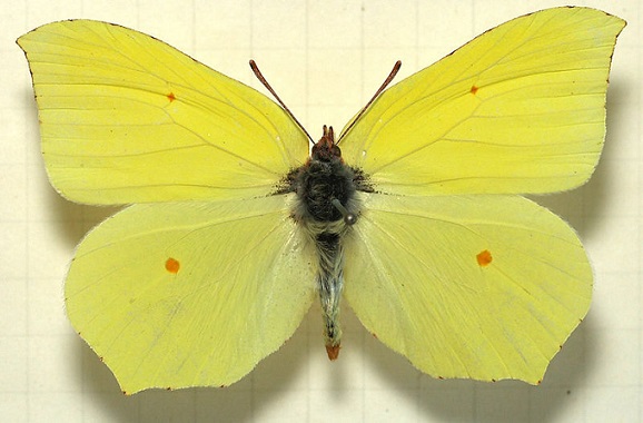 Gonepteryx-maxima-Butler-1885-Limonnica-bolshaya