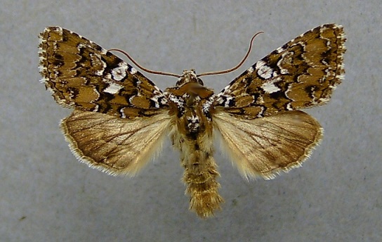Hadena-albimacula-Sovka-semiannaia-belopiatnistaia1.jpg