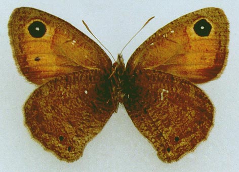 Hyponephele-cadusina-Staudinger-1881-Barhatnica-djungarskaya