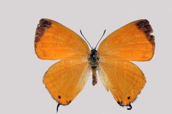 Japonica-lutea-Hewitson-1865-Zefir-zheltovatyi