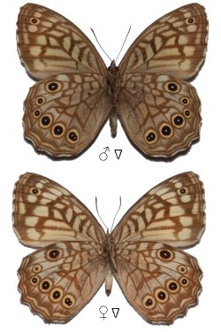 Kirinia-epimenides-Menetries-1859-Barhatnica-Epimenid1.jpg