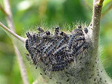 Kokonopryad-pushistyi-Eriogaster-lanestris