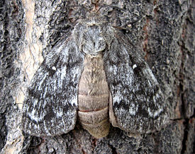 Kokonopryad-sibirskiy-Dendrolimus-sibiricus