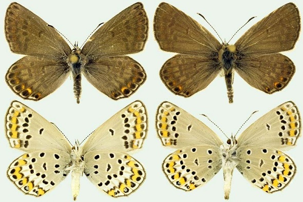 Kretania-eurypilus-Freyer-1851-Golubyanka-evripil