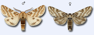 Lacydes-spectabilis-Medvedica-zamechatelnaya.jpg