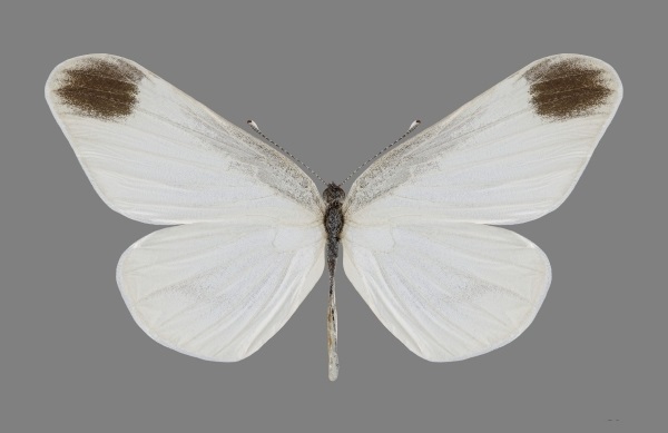 Leptidea-amurensis-Menetries-1859-Belyanochka-amurskaya