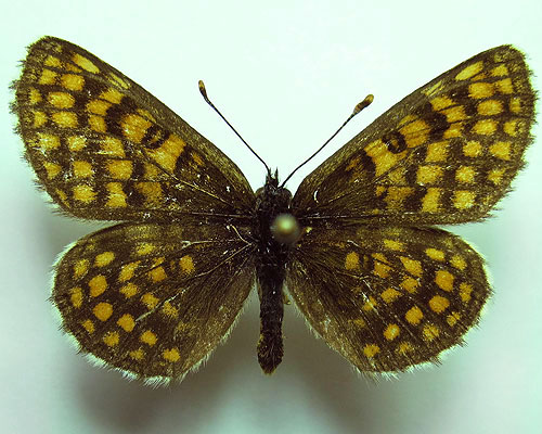 Melitaea-aurelia-Nickerl-1850-Shashechnica-Avreliya1.jpg