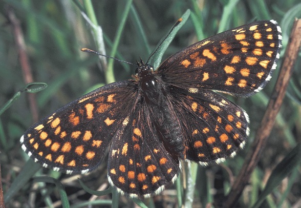 Melitaea-britomartis-Assmann-1847-Shashechnica-britomarta1.jpg
