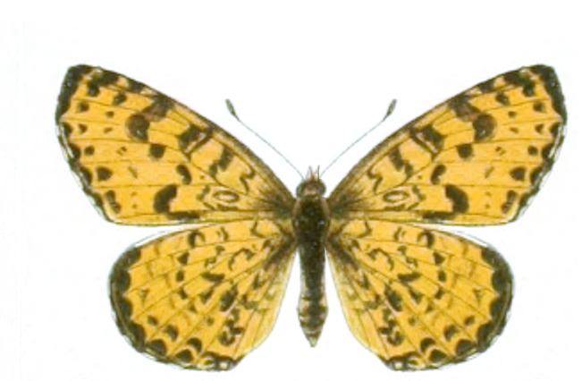 Melitaea-didymoides-Eversmann-1847-Chashechnica-didimovidnaya1.png