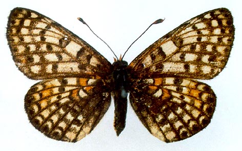 Melitaea-latonigena-Eversmann-1847-Chashechnica-latonigena
