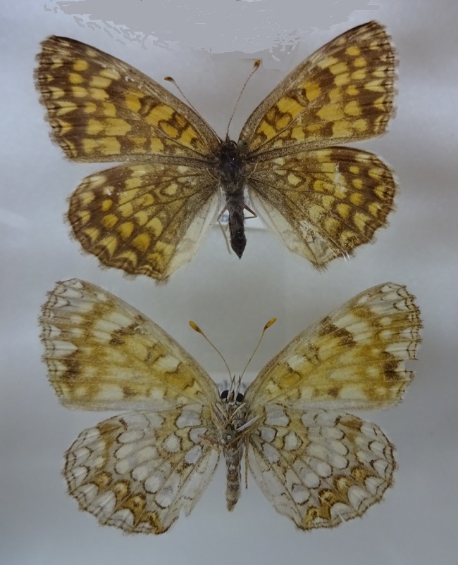 Melitaea-protomedia-Menetries-1858-Chashechnica-amurskaya1.jpg