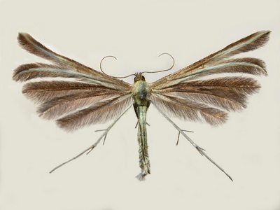 Merrifieldia-leucodactyla.jpg