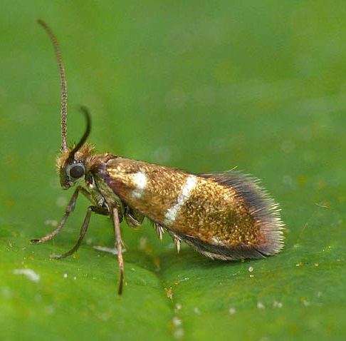 Micropterix-aruncella-Mol-zubataya-polosataya