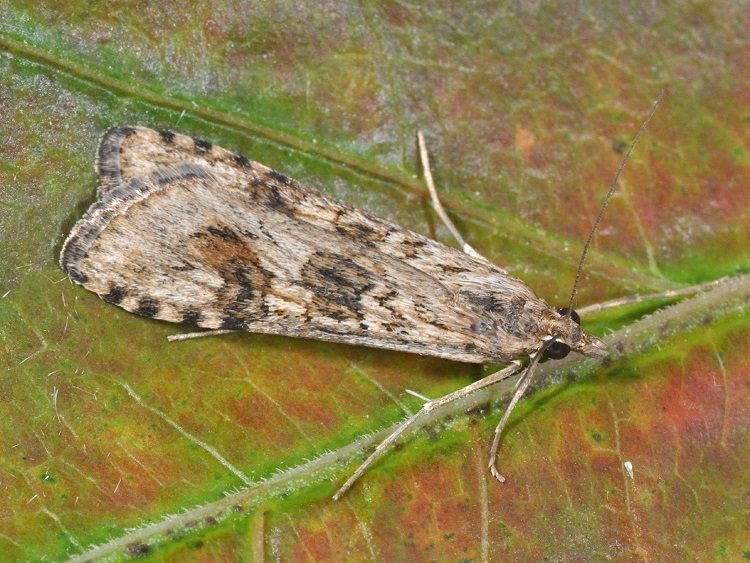 Nomophila-noctuella-Ognevka-lugovaya-sovkovidnaya