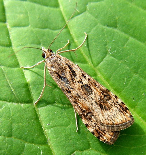 Nomophila-noctuella-Ognevka-lugovaya-sovkovidnaya1.jpg