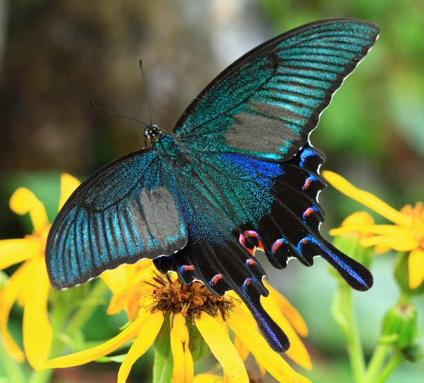 Papilio-bianor-Cramer-1777-Bianor