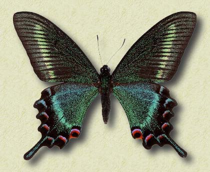 Papilio-maackii-tutanus-Fenton-1882