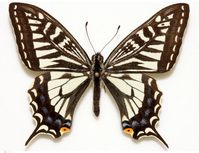 Papilio-xuthus-Linnaeus-1767-Parusnik-ksut