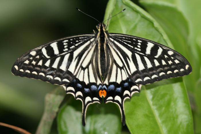 Papilio-xuthus-Linnaeus-1767-Parusnik-ksut1.jpg