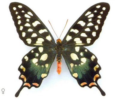 Papilioantenor-Parusnik_Antenor.jpg